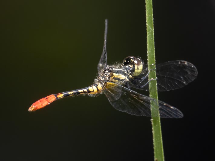 Nannophya australis male-3.jpg